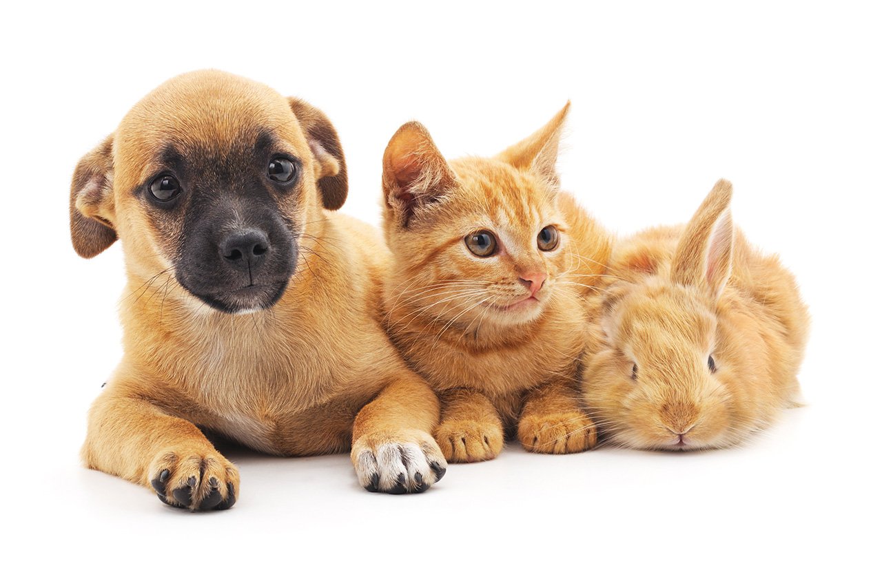 Red puppy, kitten and bunny.